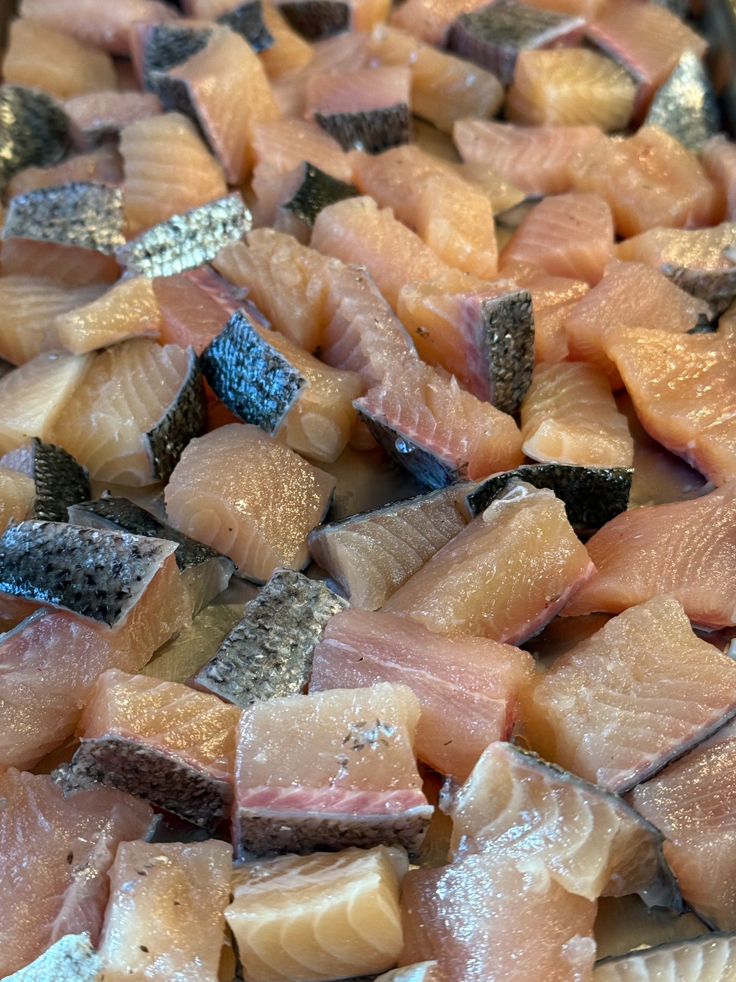 Carnivore Bites - Rainbow Trout