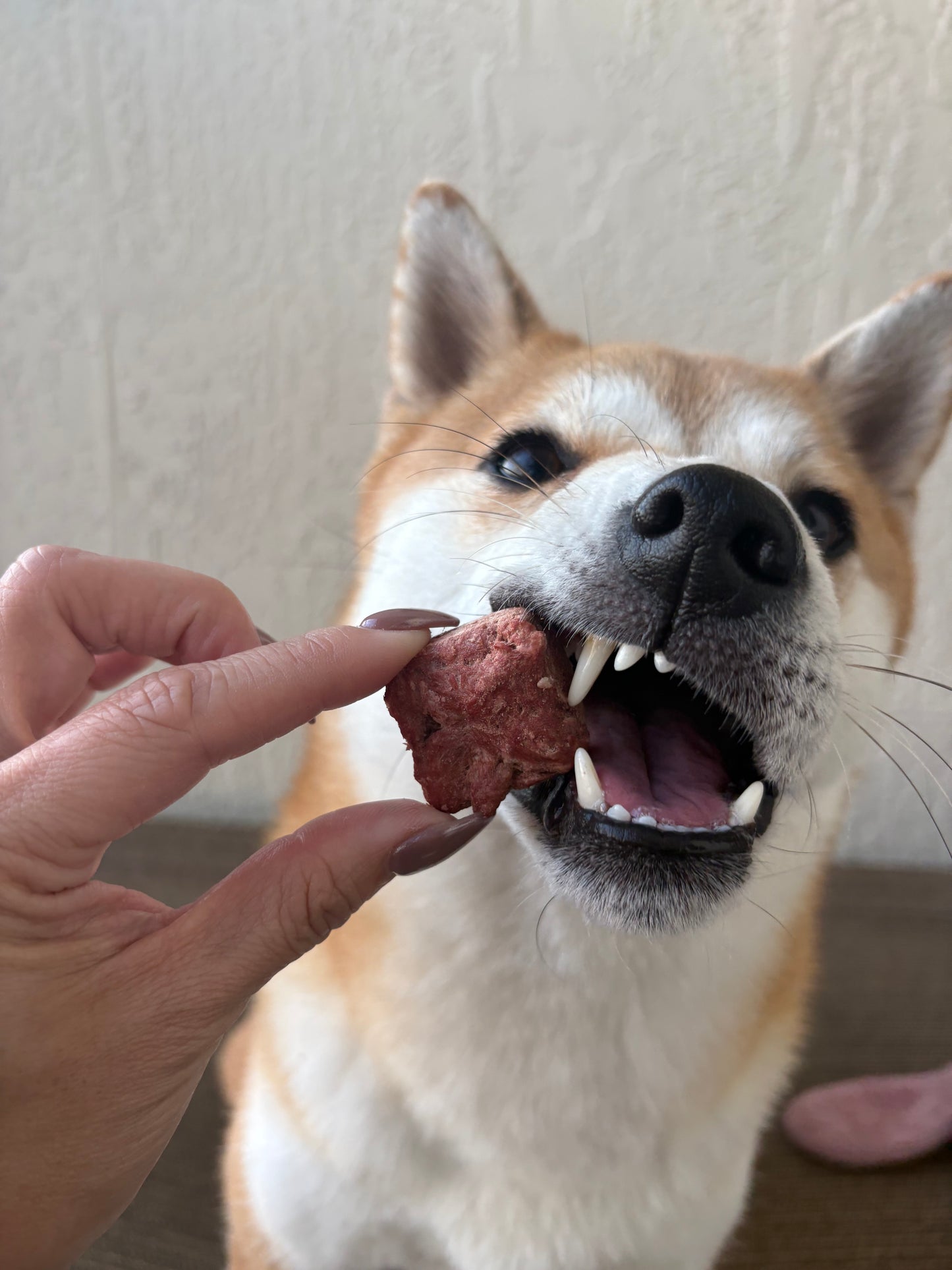 Carnivore Bites - Ground Elk