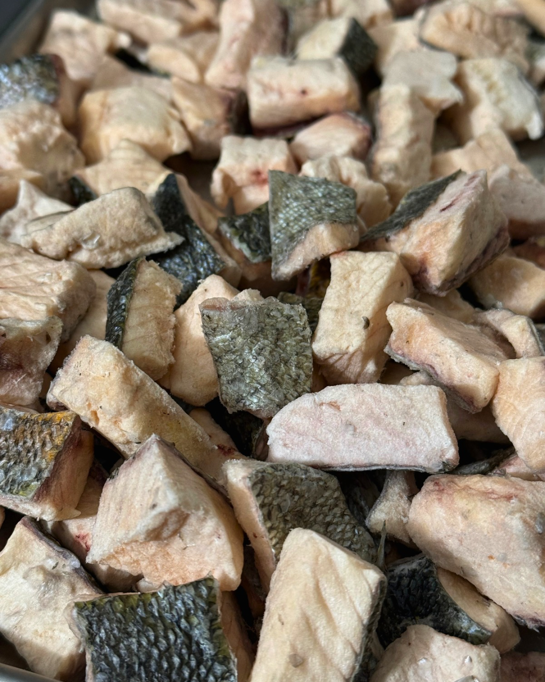 Carnivore Bites - Rainbow Trout