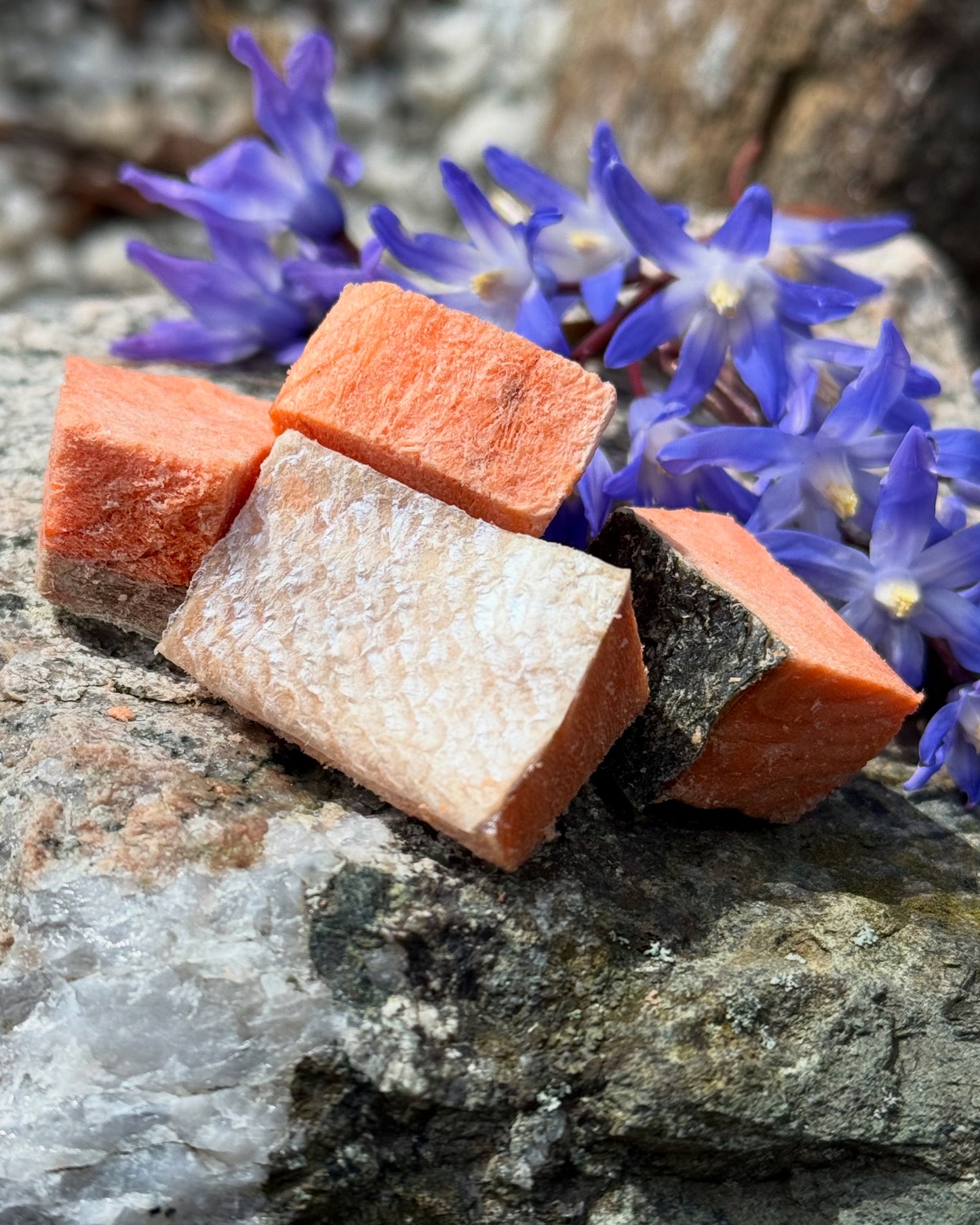Carnivore Bites - Sockeye Salmon