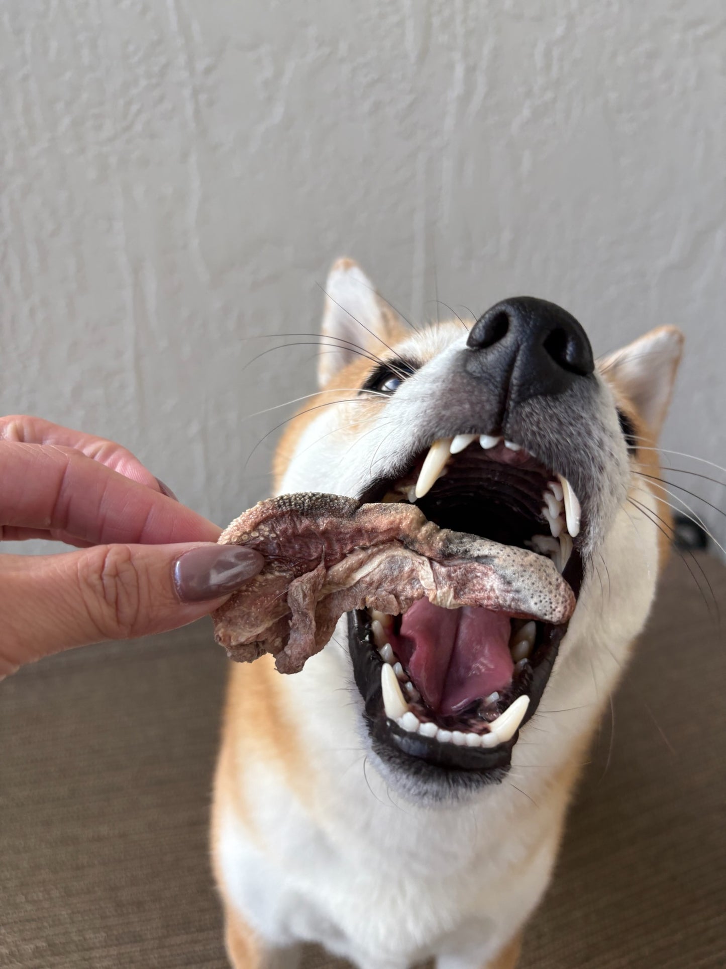 Carnivore Bites - Goat Tongue Slices