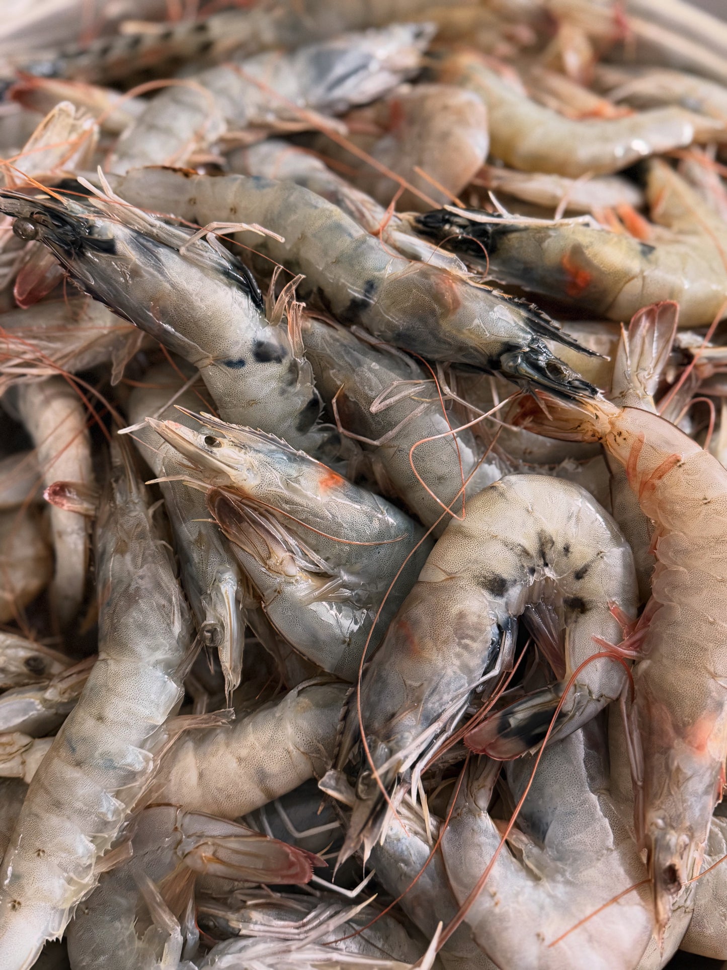 Carnivore Chips - Large Shrimp